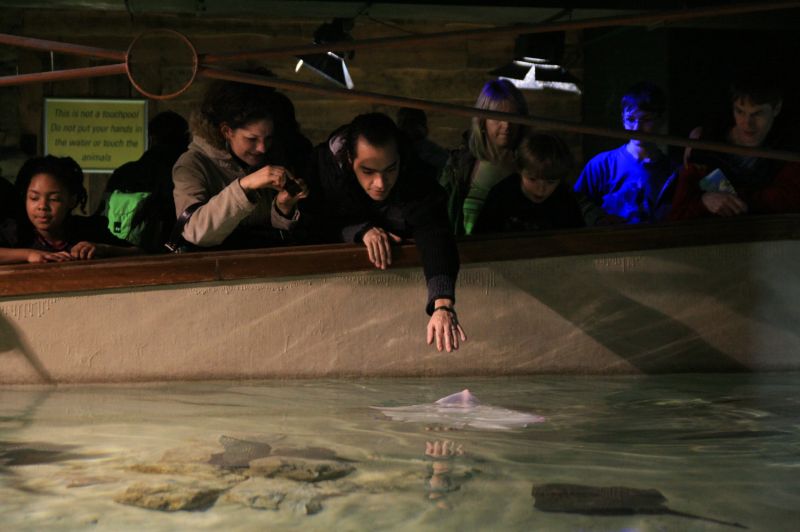 gal/Londres/London_Aquarium/Raies/London_Aquarium166.jpg