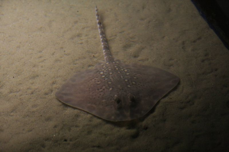 gal/Londres/London_Aquarium/Raies/London_Aquarium170.jpg