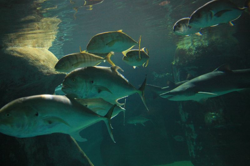 gal/Londres/London_Aquarium/Requins/London_Aquarium109.jpg