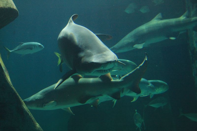 gal/Londres/London_Aquarium/Requins/London_Aquarium111.jpg