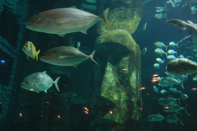 gal/Londres/London_Aquarium/Requins/London_Aquarium206.jpg