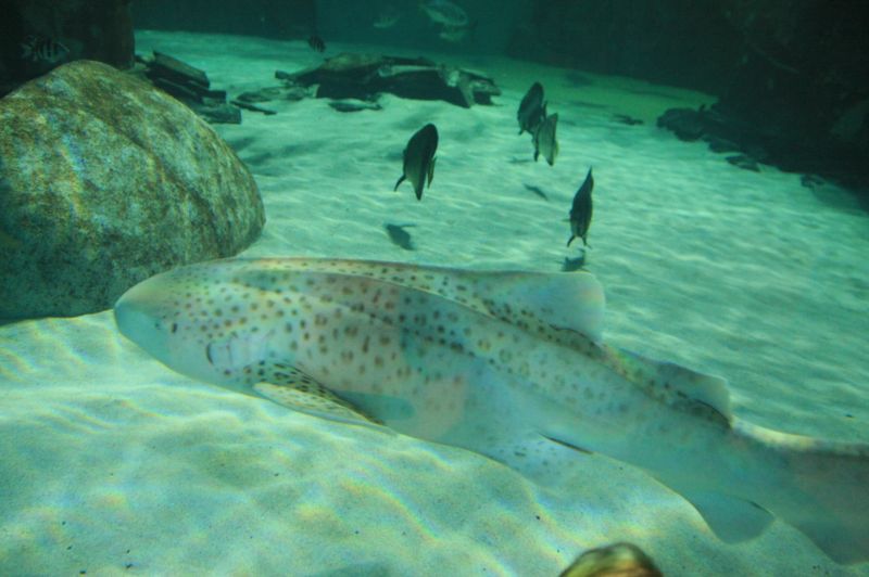 gal/Londres/London_Aquarium/Requins/London_Aquarium208.jpg