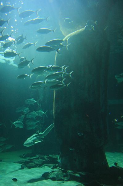 gal/Londres/London_Aquarium/Requins/London_Aquarium264.jpg
