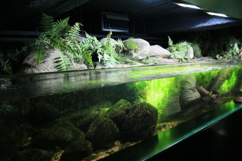 gal/Londres/London_Aquarium/Rivieres/London_Aquarium19.jpg