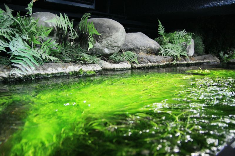 gal/Londres/London_Aquarium/Rivieres/London_Aquarium20.jpg