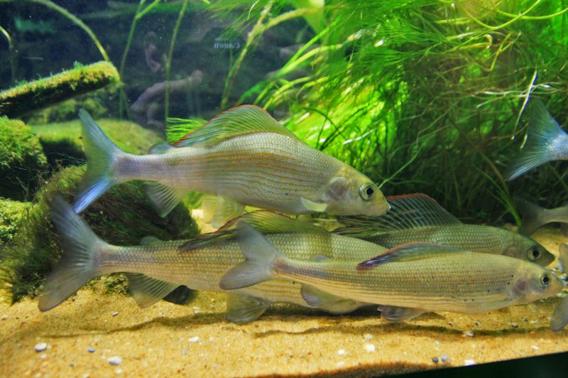 gal/Londres/London_Aquarium/Rivieres/London_Aquarium25.jpg