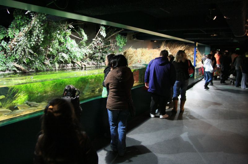 gal/Londres/London_Aquarium/Rivieres/London_Aquarium37.jpg