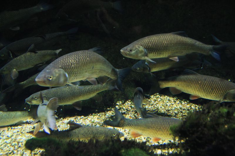 gal/Londres/London_Aquarium/Rivieres/London_Aquarium45.jpg