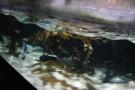 gal/Londres/London_Aquarium/_thb_London_Aquarium180.jpg