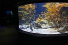 gal/Londres/London_Aquarium/_thb_London_Aquarium186.jpg