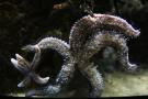 gal/Londres/London_Aquarium/_thb_London_Aquarium192.jpg