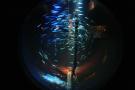gal/Londres/London_Aquarium/_thb_London_Aquarium195.jpg
