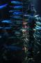 gal/Londres/London_Aquarium/_thb_London_Aquarium199.jpg