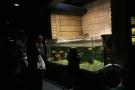 gal/Londres/London_Aquarium/_thb_London_Aquarium74.jpg
