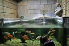 gal/Londres/London_Aquarium/_thb_London_Aquarium75.jpg