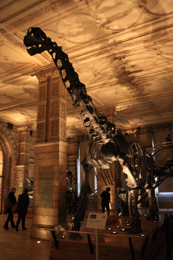 gal/Londres/Natural_History_Museum/Dinosaurs/London_Natural_History_Museum092.jpg