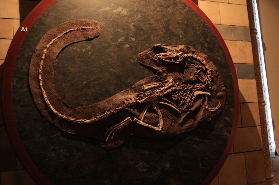 gal/Londres/Natural_History_Museum/Dinosaurs/London_Natural_History_Museum093.jpg