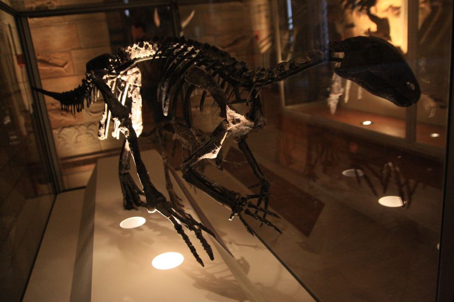 gal/Londres/Natural_History_Museum/Dinosaurs/London_Natural_History_Museum096.jpg
