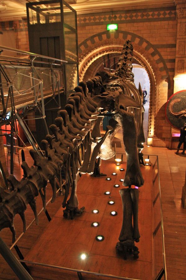 gal/Londres/Natural_History_Museum/Dinosaurs/London_Natural_History_Museum102.jpg