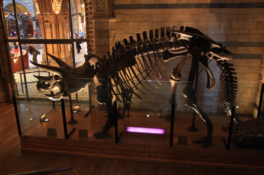 gal/Londres/Natural_History_Museum/Dinosaurs/London_Natural_History_Museum103.jpg