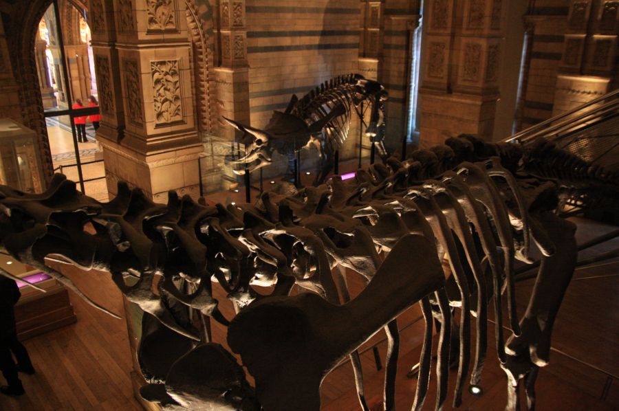 gal/Londres/Natural_History_Museum/Dinosaurs/London_Natural_History_Museum105.jpg