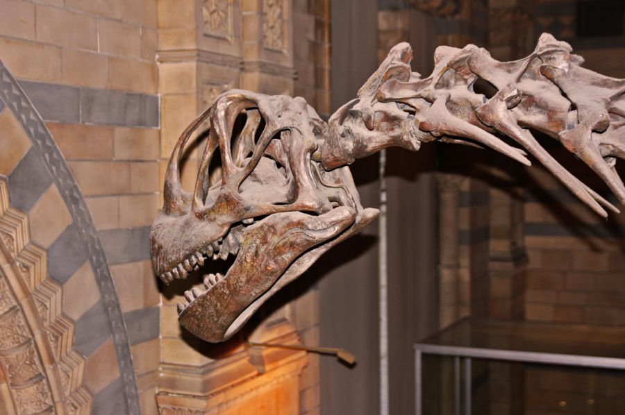 gal/Londres/Natural_History_Museum/Dinosaurs/London_Natural_History_Museum106.jpg