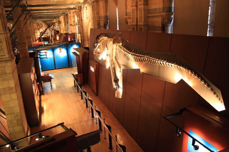 gal/Londres/Natural_History_Museum/Dinosaurs/London_Natural_History_Museum108.jpg