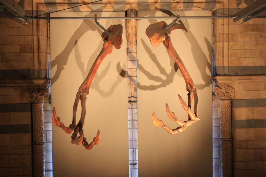 gal/Londres/Natural_History_Museum/Dinosaurs/London_Natural_History_Museum109.jpg