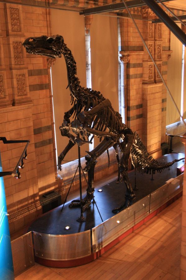 gal/Londres/Natural_History_Museum/Dinosaurs/London_Natural_History_Museum111.jpg