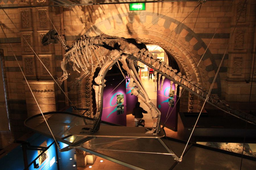 gal/Londres/Natural_History_Museum/Dinosaurs/London_Natural_History_Museum112.jpg