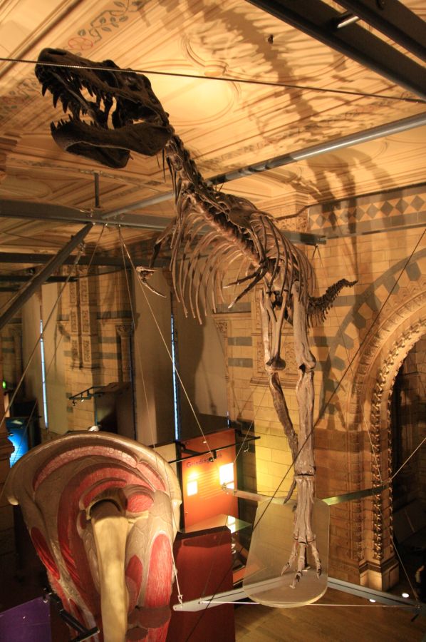 gal/Londres/Natural_History_Museum/Dinosaurs/London_Natural_History_Museum116.jpg