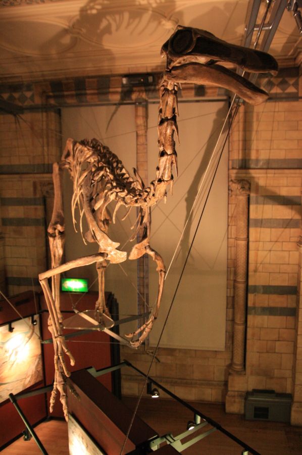 gal/Londres/Natural_History_Museum/Dinosaurs/London_Natural_History_Museum120.jpg