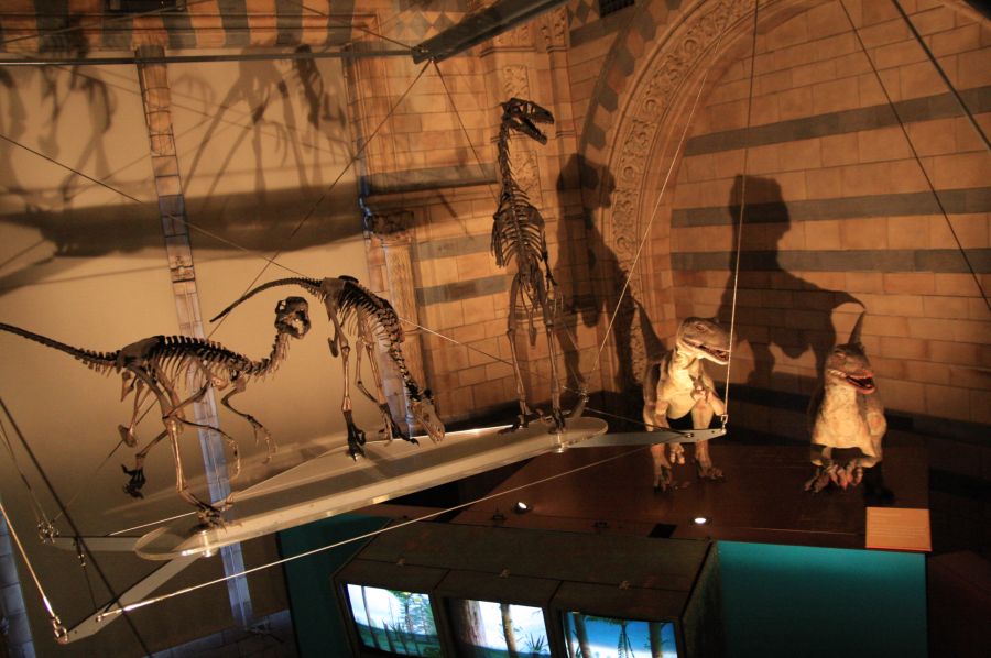 gal/Londres/Natural_History_Museum/Dinosaurs/London_Natural_History_Museum121.jpg