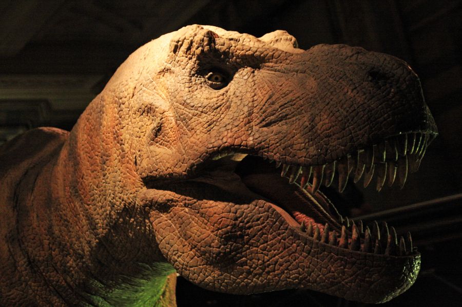 gal/Londres/Natural_History_Museum/Dinosaurs/London_Natural_History_Museum133.jpg