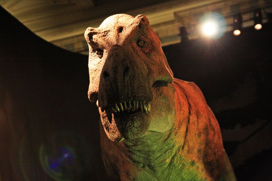 gal/Londres/Natural_History_Museum/Dinosaurs/London_Natural_History_Museum137.jpg