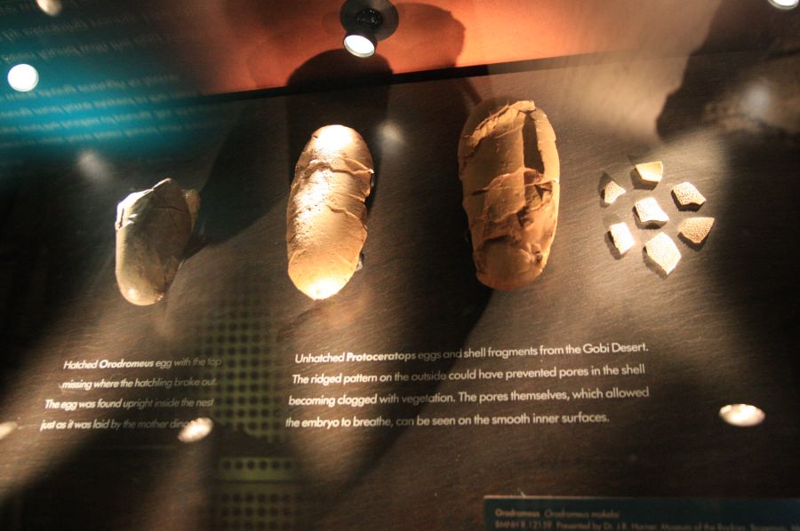 gal/Londres/Natural_History_Museum/Dinosaurs/London_Natural_History_Museum142.jpg