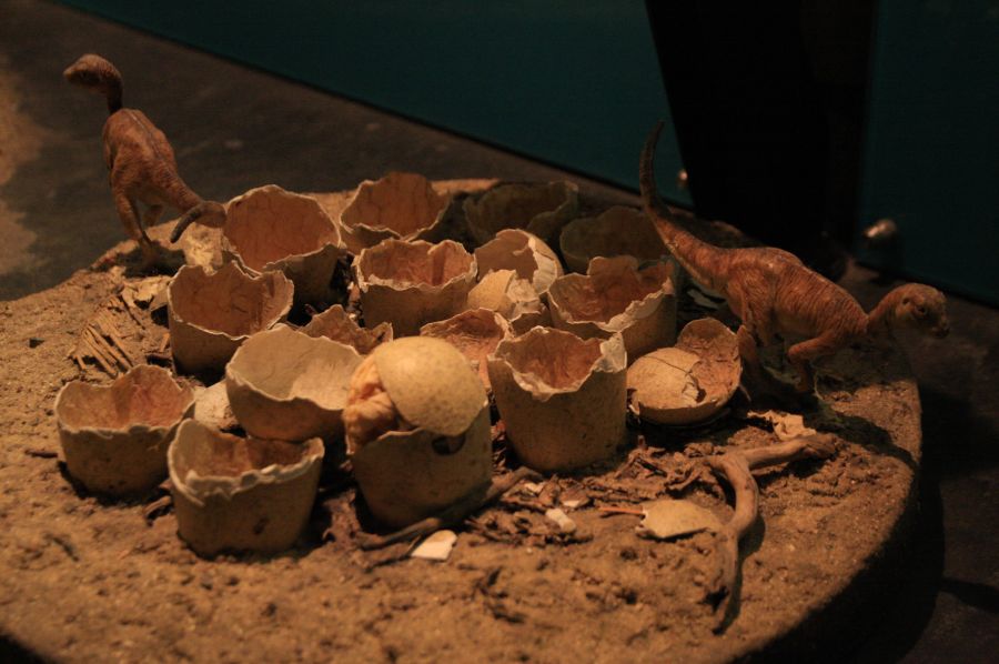 gal/Londres/Natural_History_Museum/Dinosaurs/London_Natural_History_Museum143.jpg