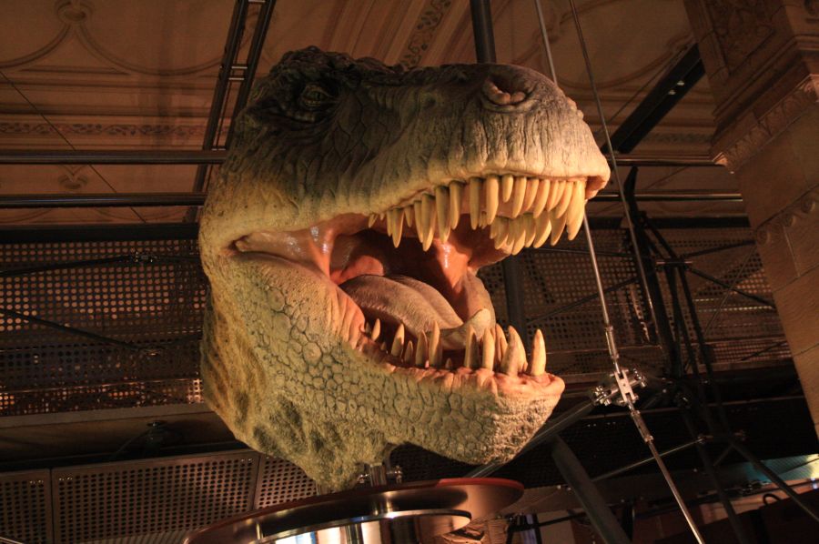 gal/Londres/Natural_History_Museum/Dinosaurs/London_Natural_History_Museum145.jpg