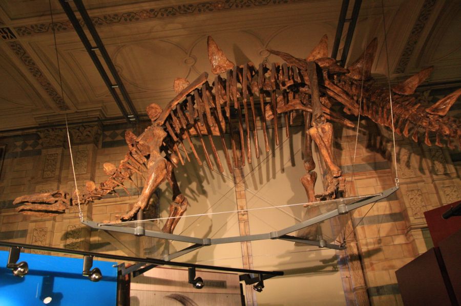 gal/Londres/Natural_History_Museum/Dinosaurs/London_Natural_History_Museum148.jpg