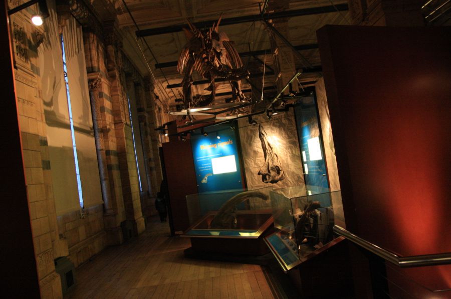 gal/Londres/Natural_History_Museum/Dinosaurs/London_Natural_History_Museum153.jpg
