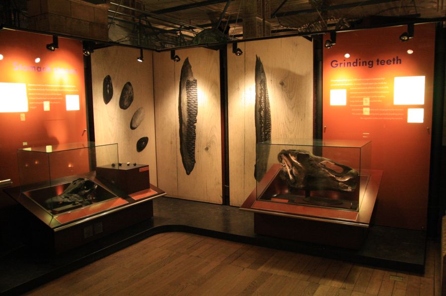 gal/Londres/Natural_History_Museum/Dinosaurs/London_Natural_History_Museum155.jpg