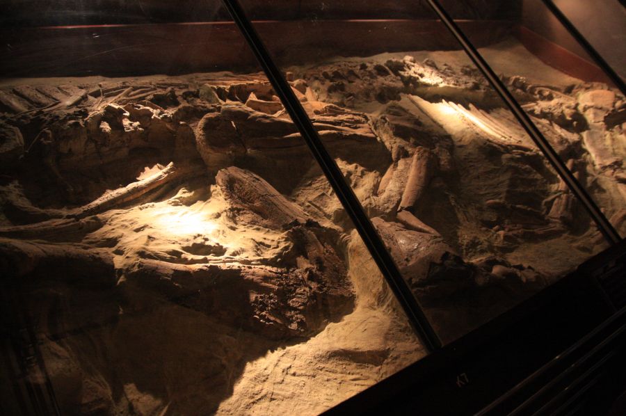gal/Londres/Natural_History_Museum/Dinosaurs/London_Natural_History_Museum158.jpg