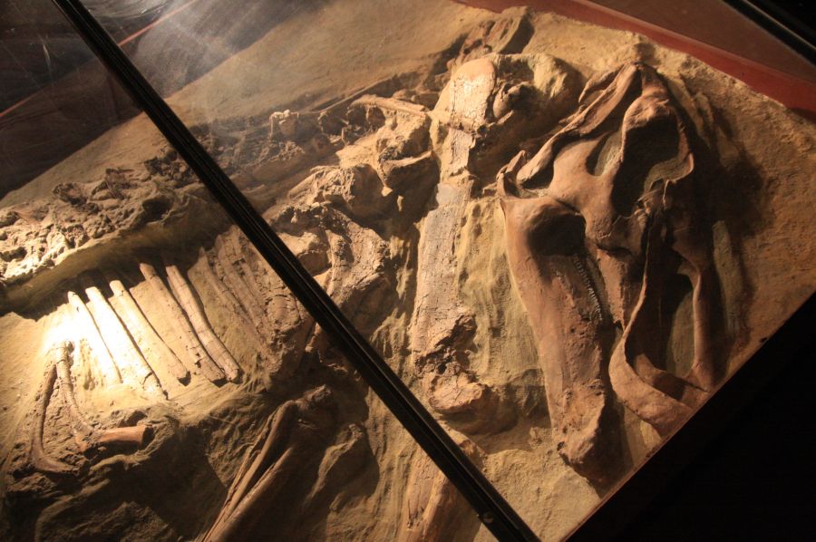 gal/Londres/Natural_History_Museum/Dinosaurs/London_Natural_History_Museum159.jpg