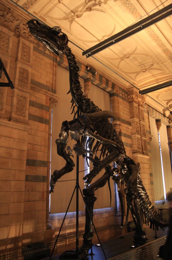gal/Londres/Natural_History_Museum/Dinosaurs/London_Natural_History_Museum161.jpg
