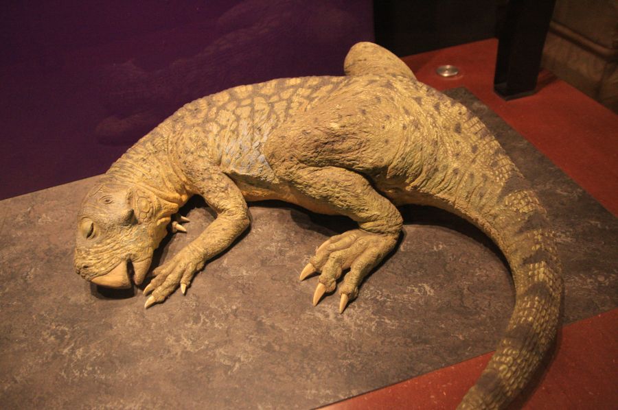 gal/Londres/Natural_History_Museum/Dinosaurs/London_Natural_History_Museum169.jpg