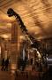 gal/Londres/Natural_History_Museum/Dinosaurs/_thb_London_Natural_History_Museum092.jpg