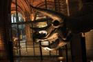 gal/Londres/Natural_History_Museum/Dinosaurs/_thb_London_Natural_History_Museum100.jpg