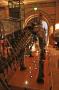 gal/Londres/Natural_History_Museum/Dinosaurs/_thb_London_Natural_History_Museum102.jpg