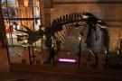 gal/Londres/Natural_History_Museum/Dinosaurs/_thb_London_Natural_History_Museum103.jpg
