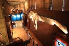 gal/Londres/Natural_History_Museum/Dinosaurs/_thb_London_Natural_History_Museum108.jpg